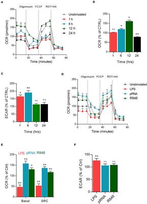 Dendritic Cells Require PINK1-Mediated Phosphorylation of BCKDE1α to Promote Fatty Acid Oxidation for Immune Function